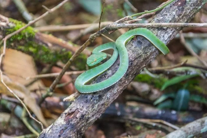 green snake khao yai national park - thailand