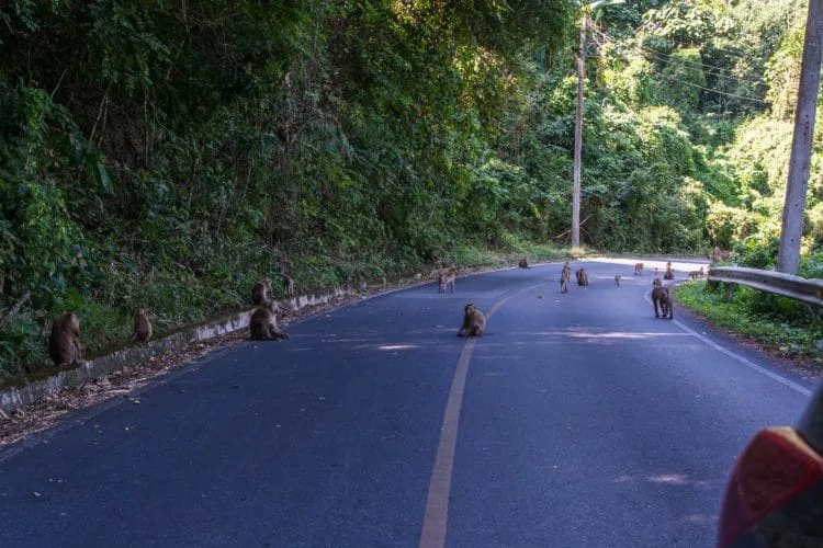 monkeys road khao yai national park - thailand