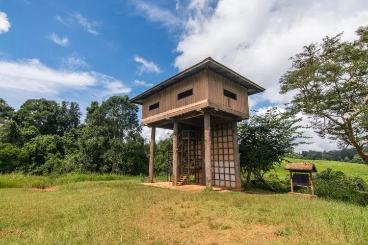 Nong Phak Chi Tower - Khao Yai National Park - Thailand