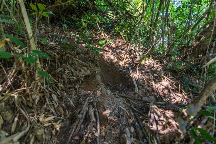 trace elephant pha kluai mai waterfall khao yai national park - thailand