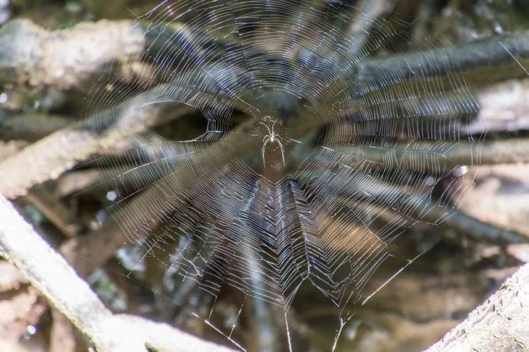 spider ngao mangrove forest - ranong - thailand