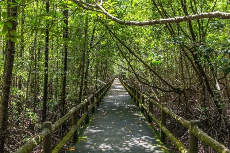 walk ngao mangrove forest research center - ranong - thailand