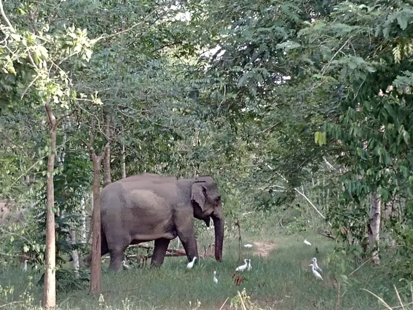 elephant - kui buri national park - thailand