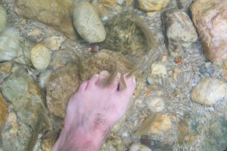 fish spa pornrang hot spring - ranong - thailand