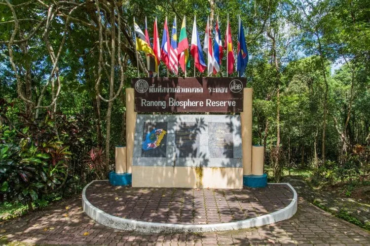 ngao mangrove forest - ranong biosphere reserve - thailand