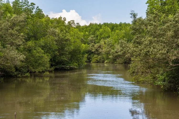 ngao mangrove forest - ranong - thailand
