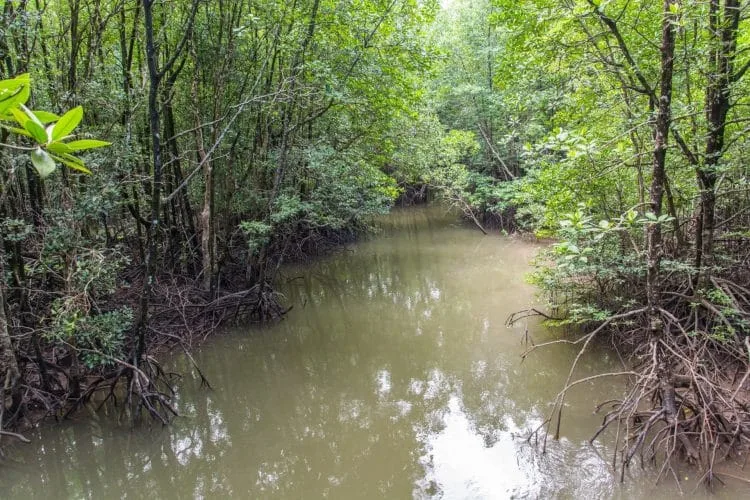 ngao mangrove forest research center ranong - thailand