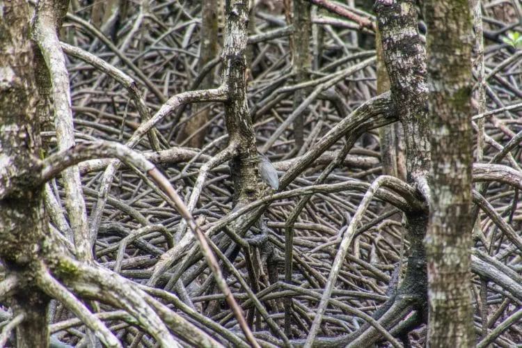 bird ngao mangrove ranong -thailand