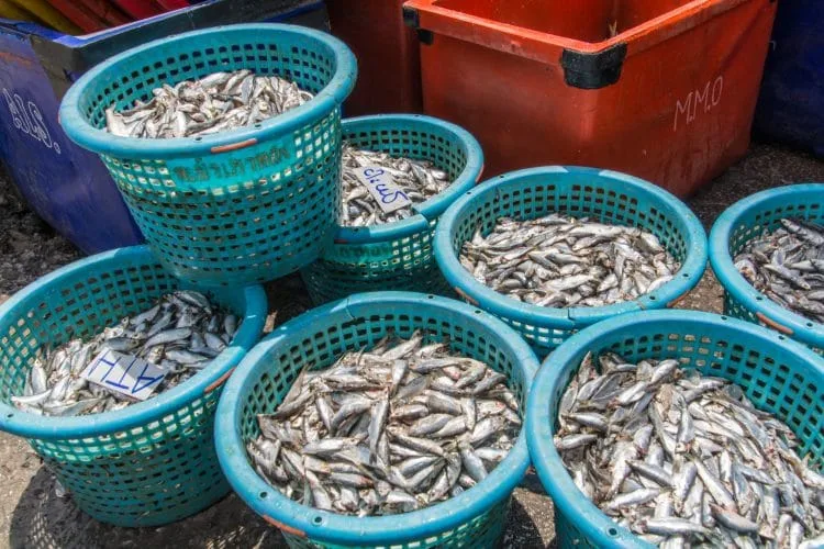 fish baskets - ranong - thailand