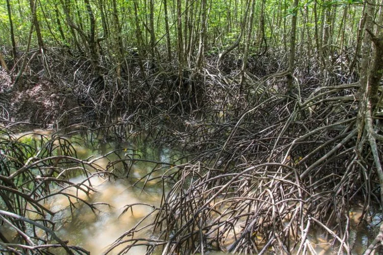 roots ngao mangrove forest ranong -thailand