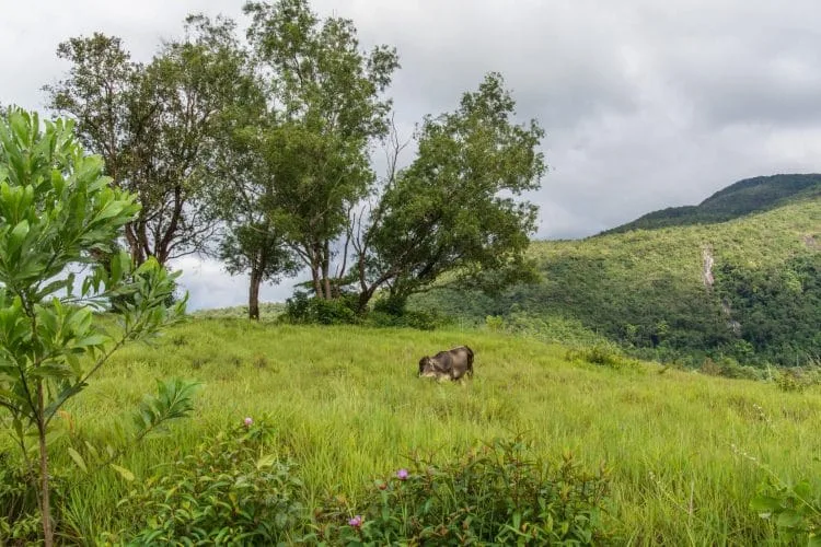 cow grazing phu khao ya - ranong - thailand