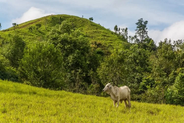phu khao ya cow - ranong - thailand