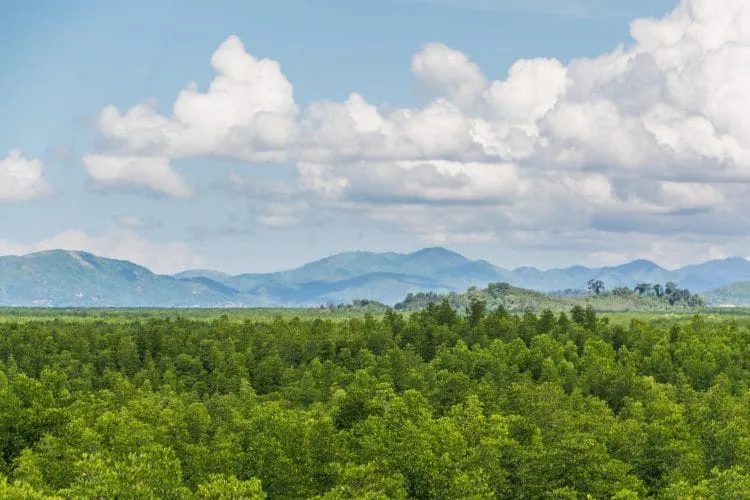 mangrove view ranong - thailand