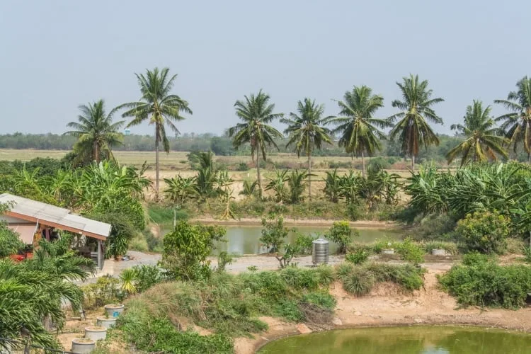wat muang campaign - ang thong - thailand