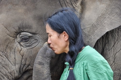 cover elephant nature park - chiang mai province - thailande