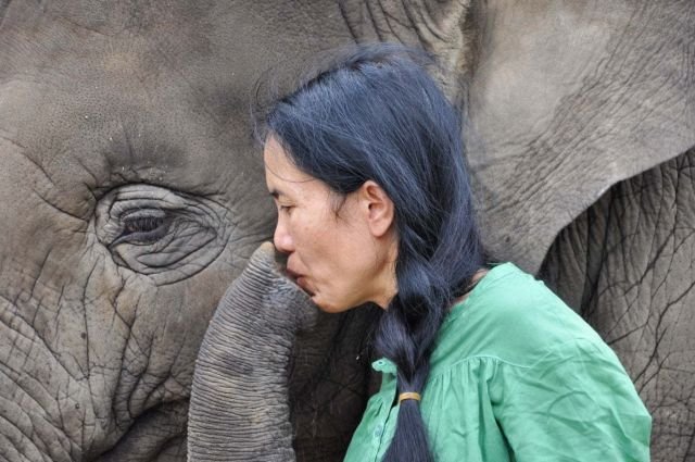 cover elephant nature park - chiang mai province - thailande