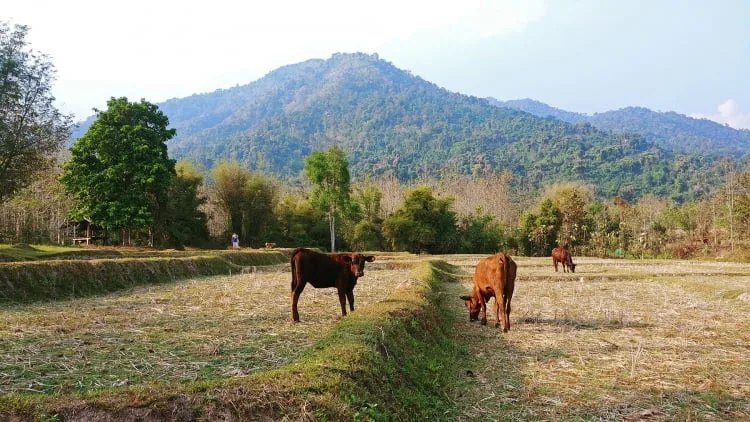 near wiang kosai phrae lampang national park