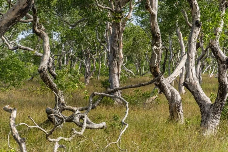savannah trees koh phra thong - thailand