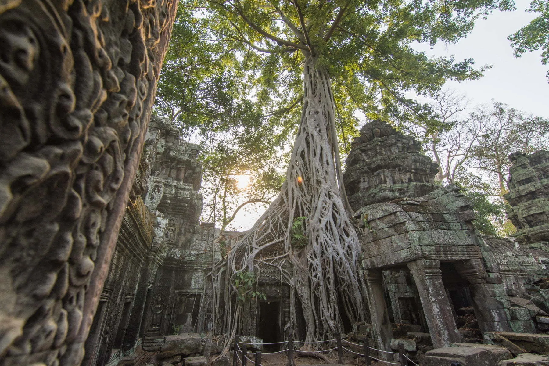 ta phrom trees - angkor cambodia