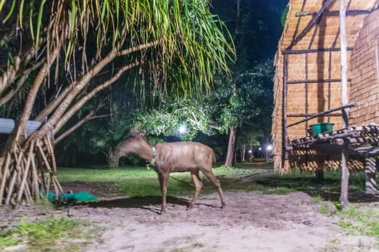 doe mr chuoi koh phra thong - thailand