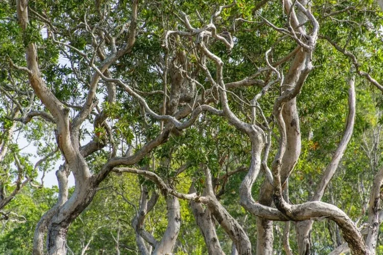 curved branches koh phra thong - thailand