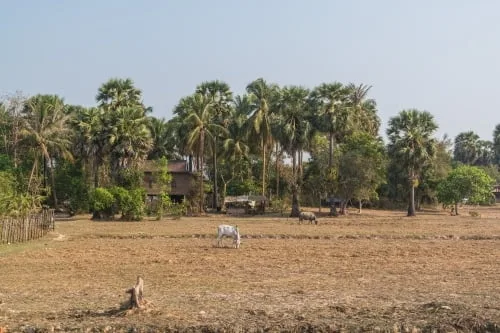 Cambodian countryside in March