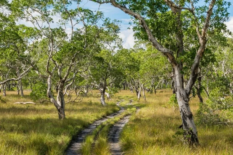 savannah path koh phra thong - thailand