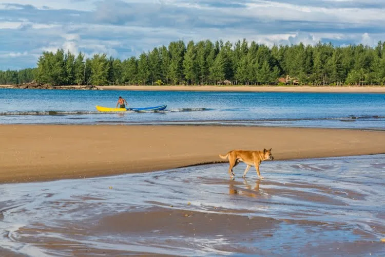 dog beach koh phra thong - thailand