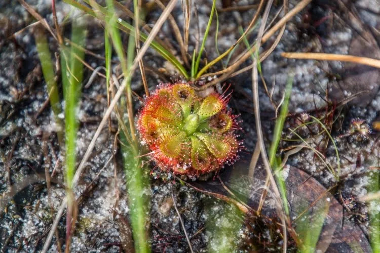 sundew spatulata koh phra thong - thailand