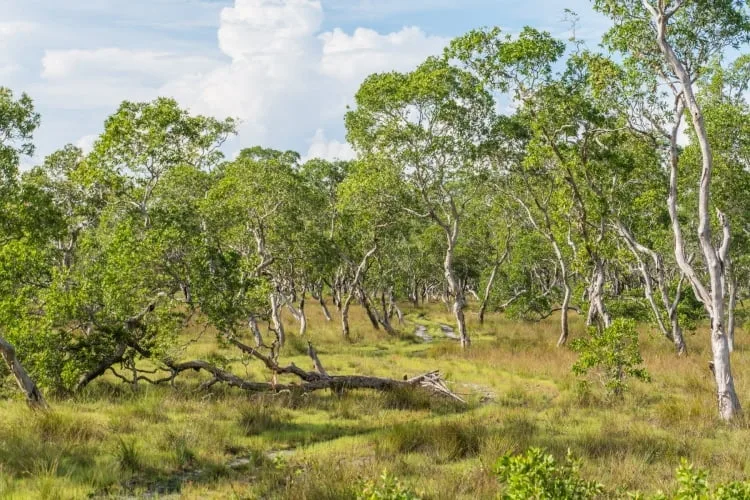 forest savannah koh phra thong - thailand