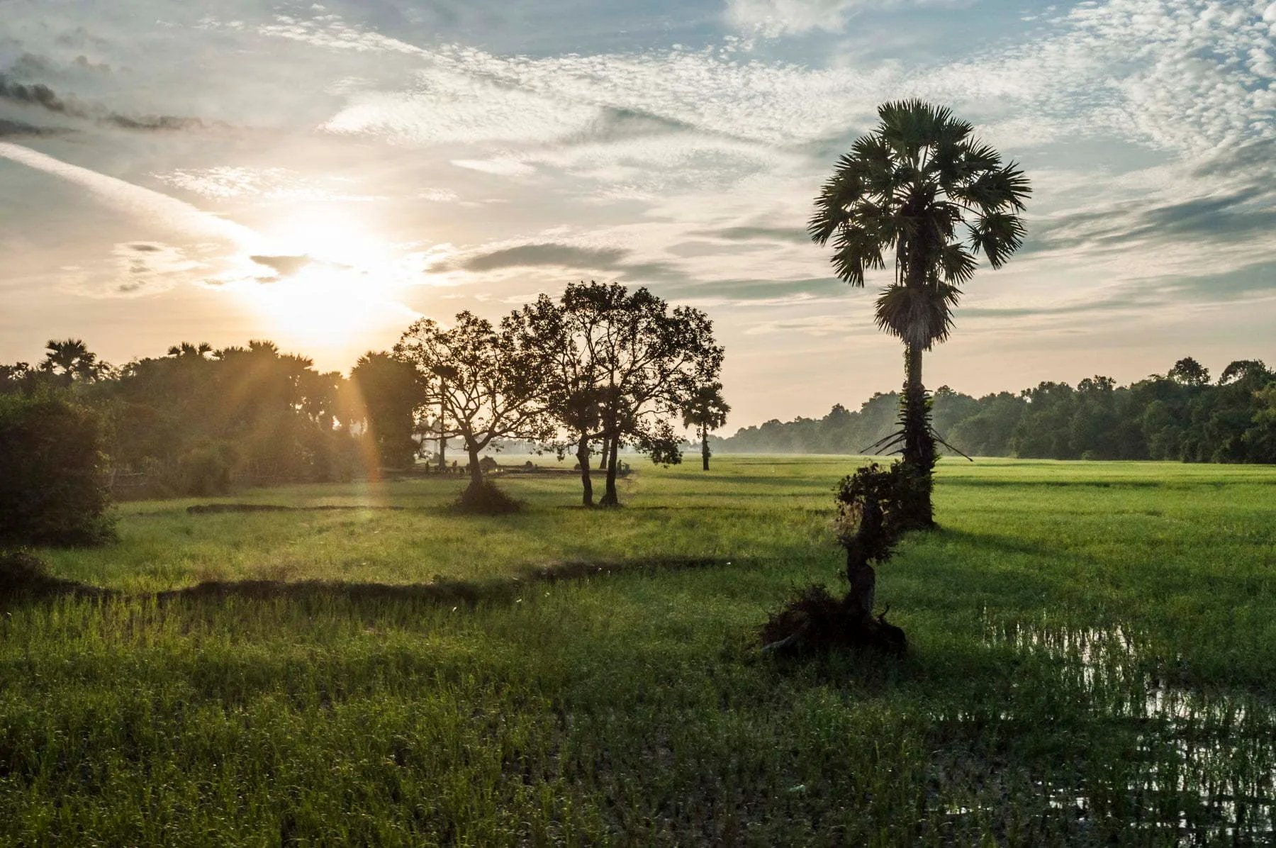 Sunrise over a Cambodian rice paddy