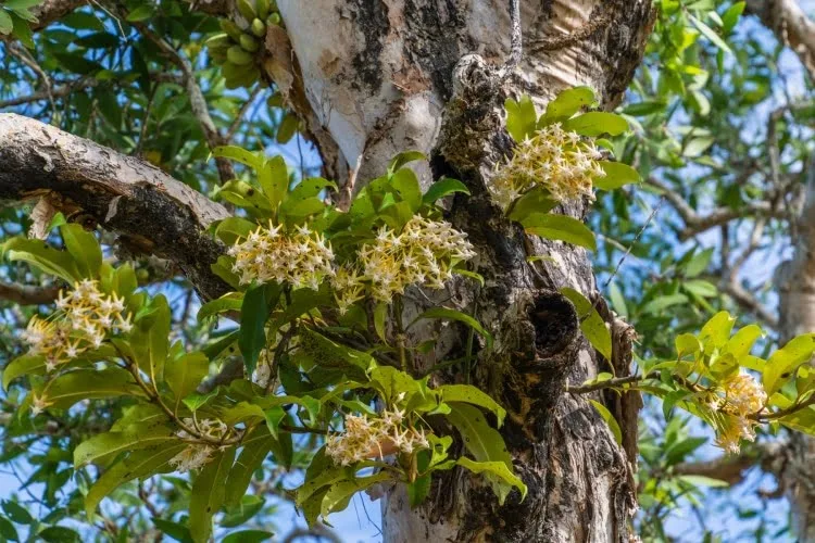 wild orchids koh phra thong - thailand