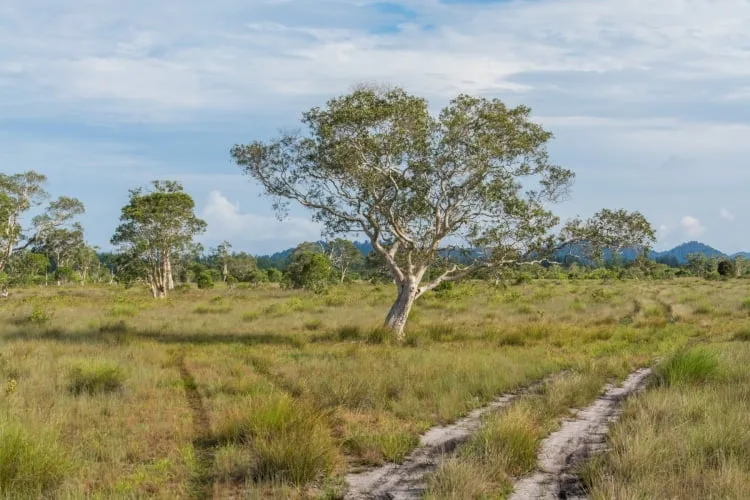 savannah landscape koh phra thong - thailand