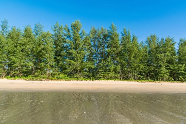 pine tree bordering koh phra thong beach - thailand