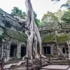 impetree root ta prohm temple - cambodia