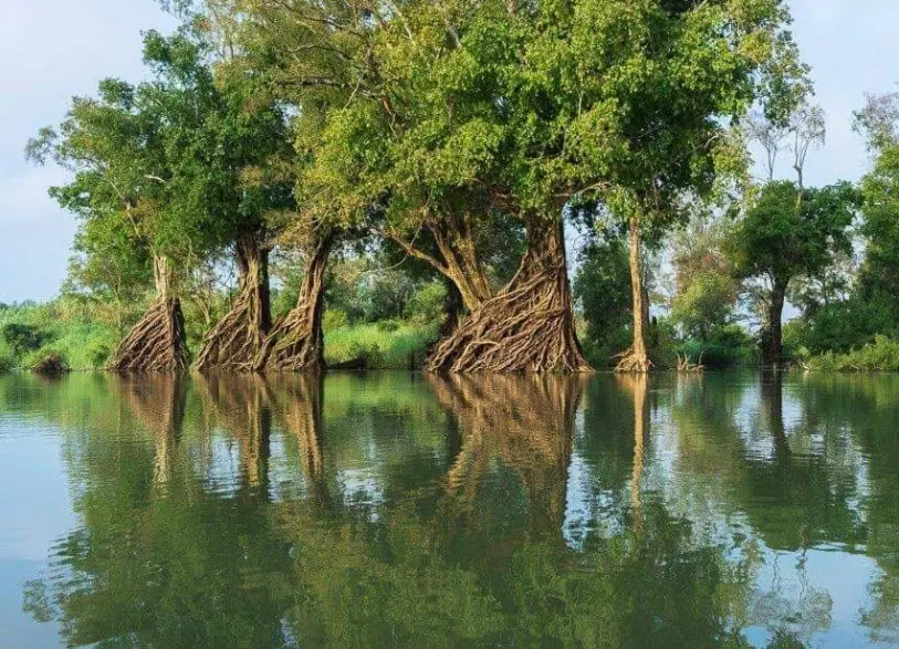 roots trees koh han mekong cambodia