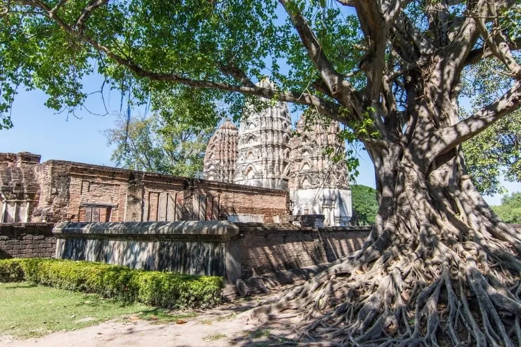 tree next to wat si sawai sukhothai
