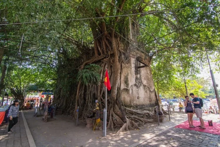 trees covering wat bang kung amphawa