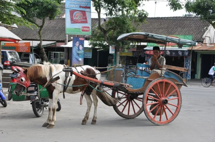 horse drawn carriage in borobudur indonesia