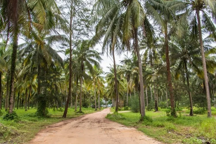 coconut beach path - khao lak - thailand