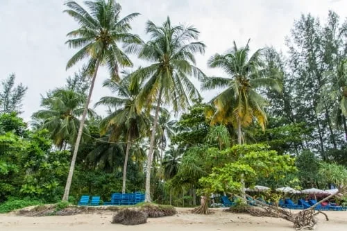 coconut trees beach - khao lak - thailand