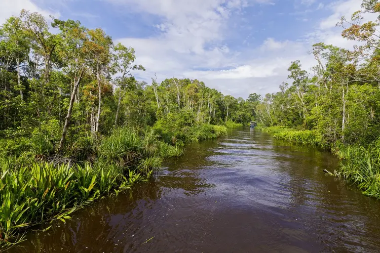 landscape national park tanjung puting indonesia