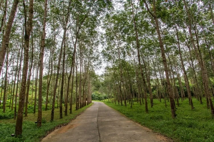 hevea plantation khao lak - thailand - khao lak - thailand