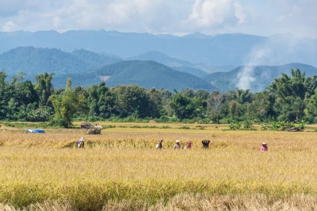 recolte riz luang namtha - laos