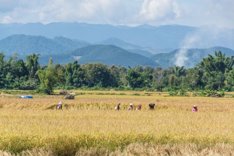 recolte riz luang namtha - laos
