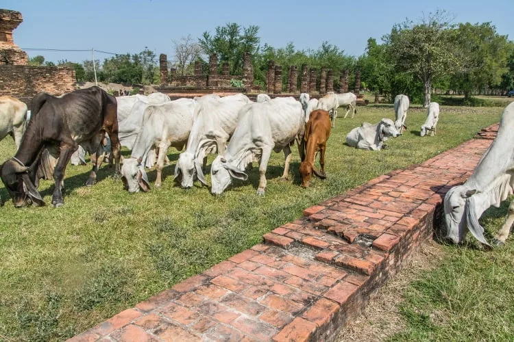 cows sukhothai historical park