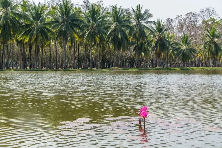 view coconut trees sukhothai historical park - thailand