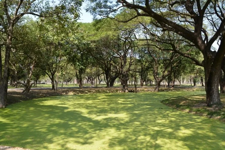 forested area sukhothai historical park - thailand