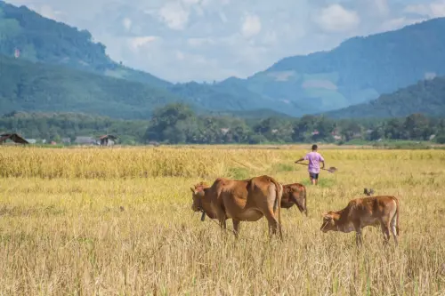 luang namtha colors - laos november