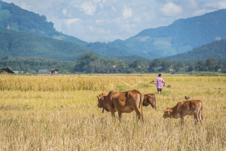 luang namtha colors - laos november
